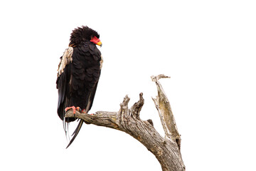 Bateleur eagle pair perched on a tree in the Kruger National Park in South Africa