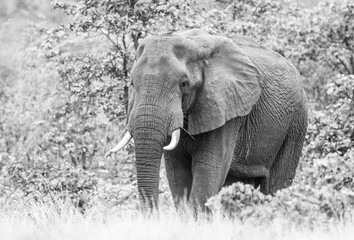 Fototapeta na wymiar Lone African elephant bull walks through the green savannah in the Kruger Park, South Africa 