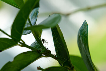 The spider was hiding its enemies under the leaf.
