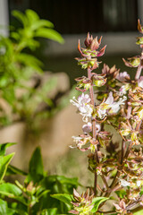basil flower