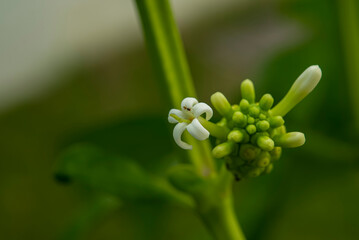 The stamens are green in color that is different from the sepals that are white.