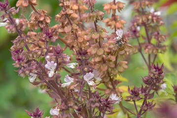 The bee is collecting nectar from flowers.
