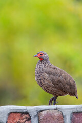 Swainsons Spurfowl sitting on a wall near a camp in the Kruger Park, South Africa