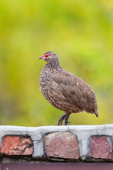 Swainsons Spurfowl sitting on a wall near a camp in the Kruger Park, South Africa