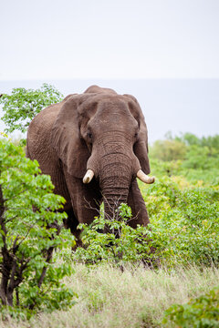 Lone African elephant bull walks through the green savannah in the Kruger Park, South Africa	