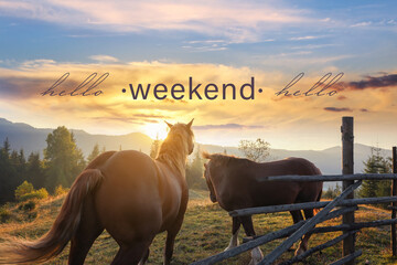 Hello Weekend. Beautiful view of horses near wooden fence in mountains