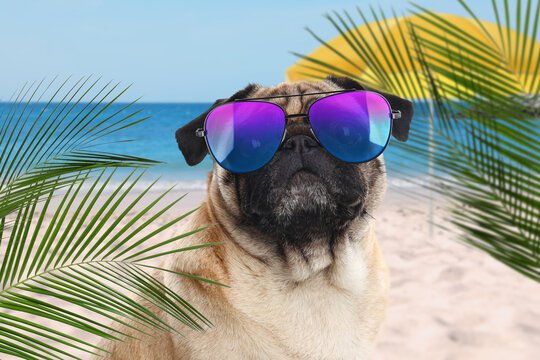 Cute dog wearing sunglasses on sandy beach near sea. Summer vacation with pet