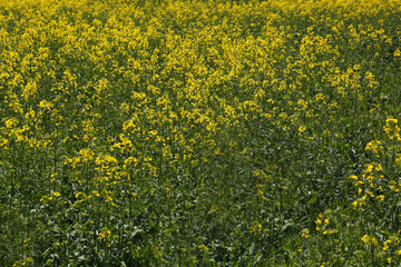 Obraz premium Beautiful view of blooming rapeseed field on sunny day