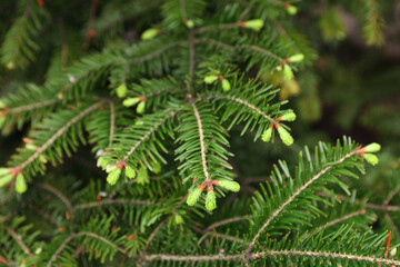 Green branches of beautiful conifer tree outdoors, closeup