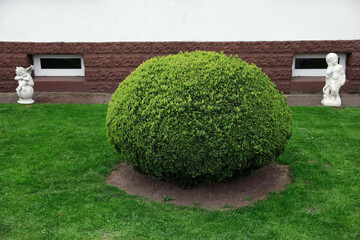 Beautifully trimmed green conifer shrub in backyard of house