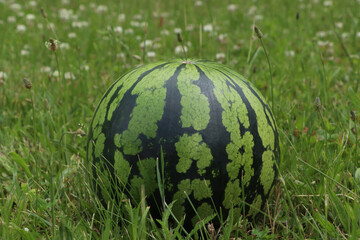 Whole ripe watermelon in fresh green grass outdoors