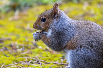 Grey Squirrel eating a snack