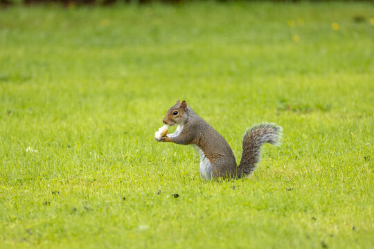 Grey squirrel eating bread in field of grass