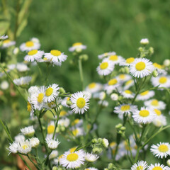 Erigeron annuus. Close-up of wild white and yellow daisies on a sunny day, also called fleabane daisy