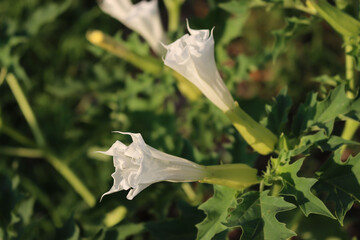 Jimson weed in bloom with white flowers. Datura stramonium also known as Devil's snare, Thorn...