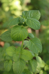 Sprig mint plant growing in the garden. Mentha rotundifolia on summer 