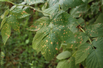 Raspberries plant with brown dry spots on leaves. Rubus idaeus with disease on summer