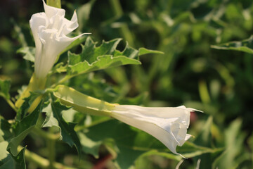 Jimson weed in bloom with white flowers. Datura stramonium also known as Devil's snare, Thorn...