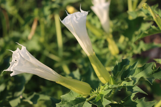 Jimson weed in bloom with white flowers. Datura stramonium also known as Devil's snare, Thorn Apple, Devil's Trumpet, Angel Tulip, Hell's Bells on summer