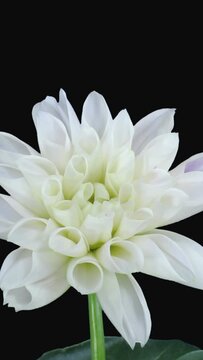 Time lapse of blooming white dahlia flower isolated on black background, vertical orientation