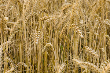 Ears of ripe yellow wheat on the field.