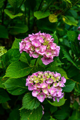 hydrangea in pink and purple