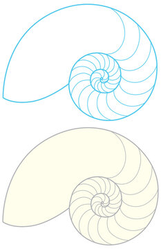 recommend clip art: Nautilus shell outline on white background