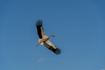 A large stork flies in the sky against a blue sky