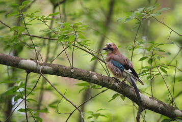 Eichelhäher im Wald
