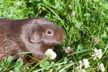 A chocolate-colored guinea pig eats grass in a clearing on a summer day. Pets