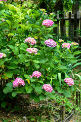 hydrangea in pink and purple