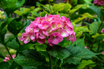 hydrangea in pink and purple