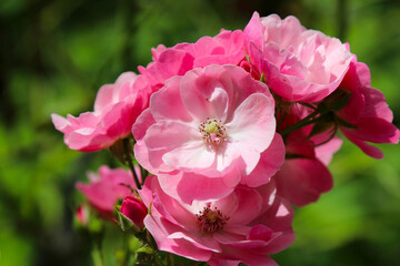 Bright pink white China Rose full blooming flowerhead, under the sun.