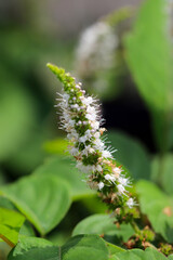 Apple mint white flowerhead, close up macro photograph.