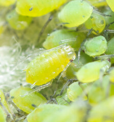 Small green aphids on a tree leaf.