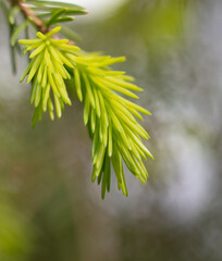 Green young needles on the branches of a spruce in the park.