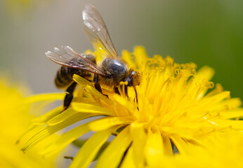 Bee on a yellow flower in nature.