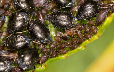 Small black aphids on a green leaf of a tree.
