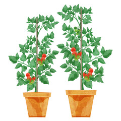 トマトの鉢植えの手書き水彩風イラスト