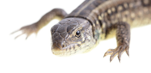 Lizard portrait isolated on white background.