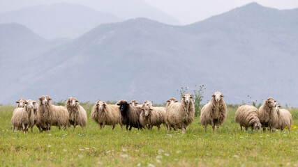 Eine Schafherde auf einer Blumenwiese vor einem Gebirge in Albanien