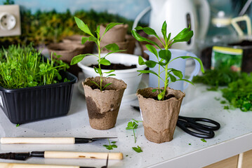 Home gardening and hobby. Flowers and parsley with dill in a pot on a table surrounded by gardening tools and accessories. The background is light