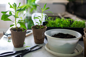 Home gardening and hobby. Flowers and parsley with dill in a pot on a table surrounded by gardening tools and accessories. Light background, kitchen table, close-up