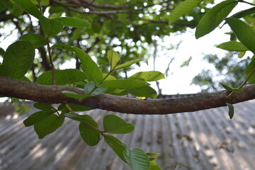 tree branch