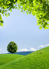 Beautiful hills, blooming meadows and lonely tree