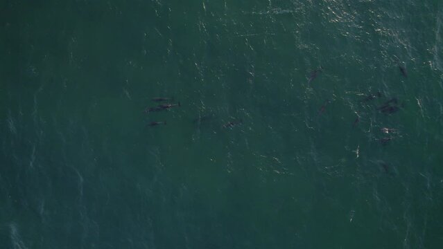 Aerial View Of Group Of Common Bottlenose Dolphins Swimming Together In The Blue Sea. Tursiops Truncatus In NSW, Australia. top-down