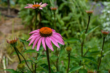 beautiful echinacea flower with butterfly