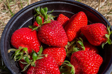 Strawberries in a basket picked in the summer