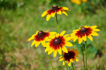 rudbekia ,Rudbeckia  © Marcin Łazarczyk