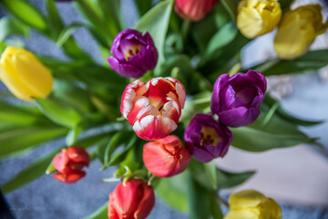 red and yellow tulips